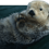 ssailg